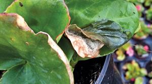Botrytis produces patchy leaf tips on plants such as begonia - credit: Dove Associates
